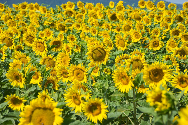 Close-up of yellow sunflowers in field