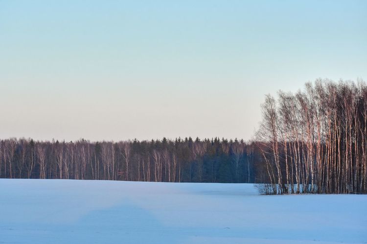 Trees on field against clear sky during winter