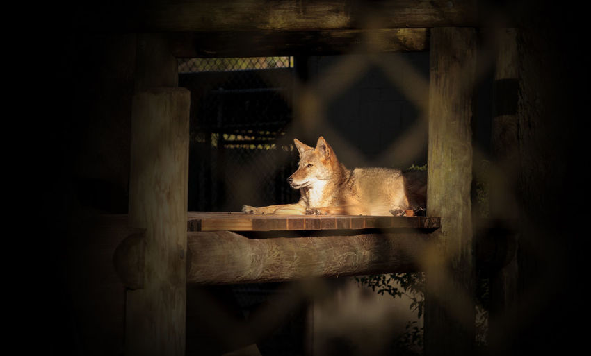 Coyote canis latrans sits in a wooden shelter in southern florida