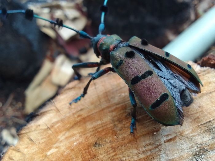 Close-up of insect