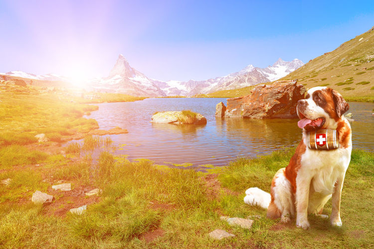 Dog standing in a lake against sky