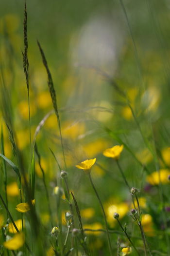Close-up of yellow flowering plants on field
