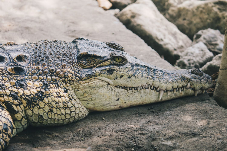 Saltwater crocodile or indo australian crocodile or man-eater crocodile. sunbathing at the swamp.
