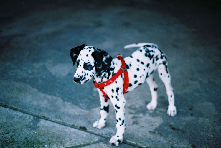 High angle view of dalmatian puppy standing on footpath