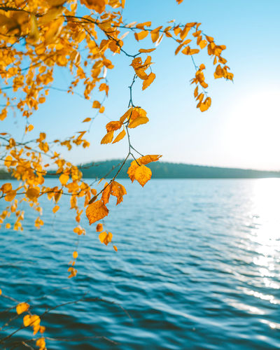 Autumn tree by sea against sky