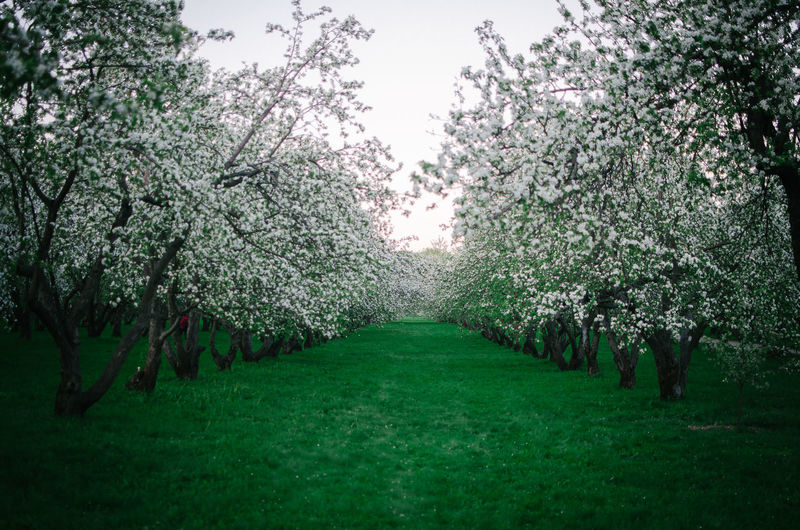 Scenic view of flowering trees in park