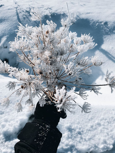 Snow covered plant against trees during winter