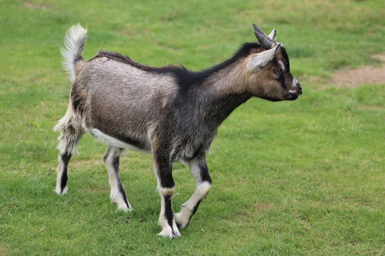 Side view of a goat kid on field