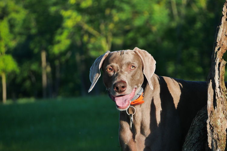 Weimaraner sticking out tongue while looking away at public park