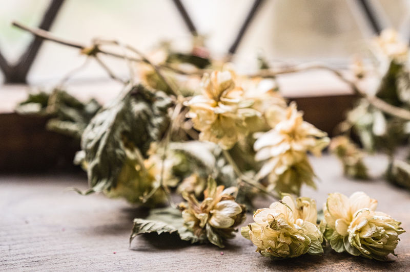 Close-up of wilted flowers on table