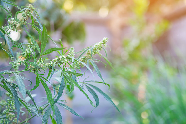 Close-up of marijuana plant growing at outdoors cannabis farm.