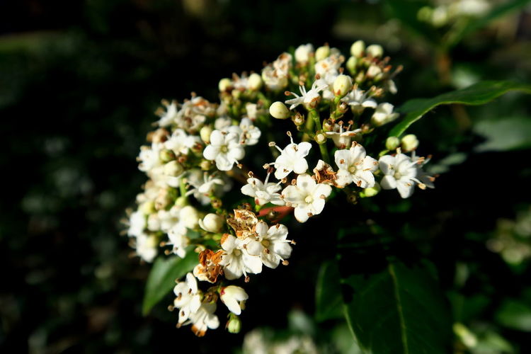 Close-up of white flowers blooming outdoors