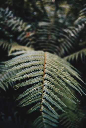 Close-up of fern leaves