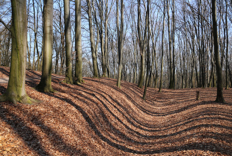 View of bare trees in forest