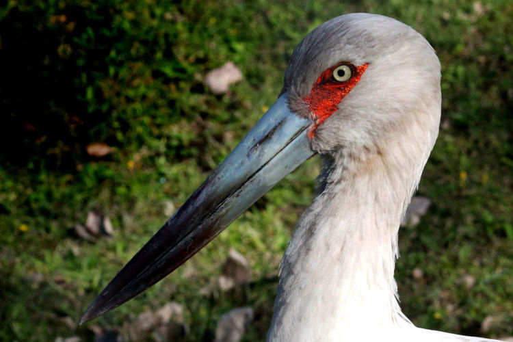 Close up of an american stork with large bill, gray eye with orange outlines
