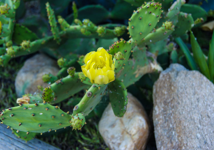 Close-up of yellow succulent plant