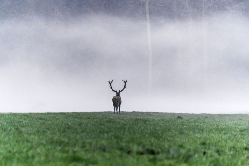Deer on field against sky
