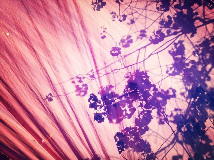 Low angle view of pink flowers