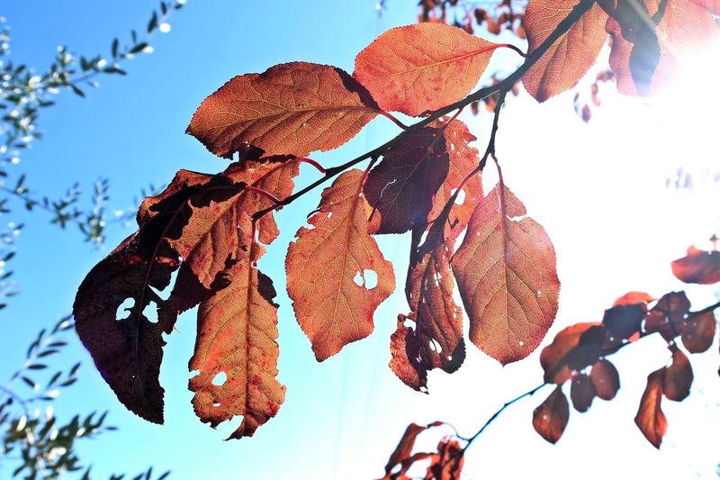 Low angle view of dried leaves on tree against sky