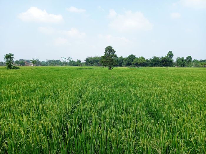 Scenic view of agricultural field against sky