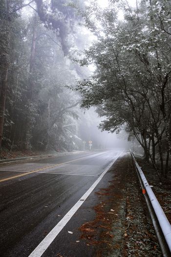 Empty road by trees during foggy weather