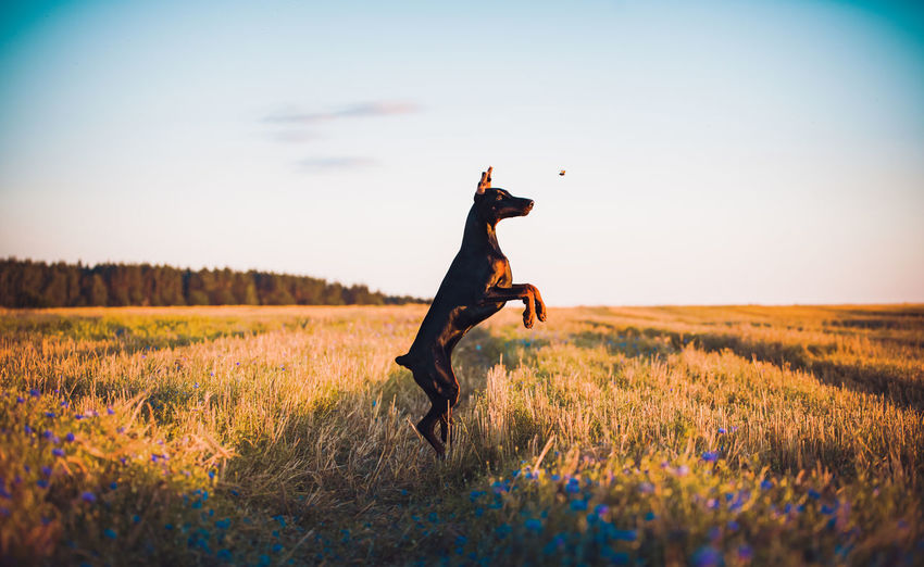 Full length of dog jumping on field