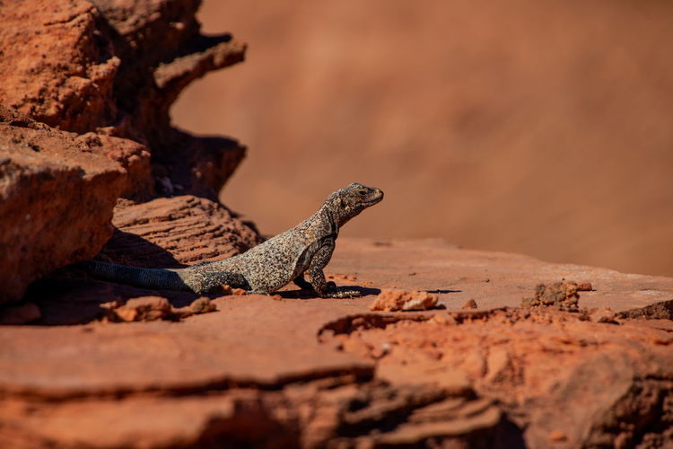 Lizard in the desert