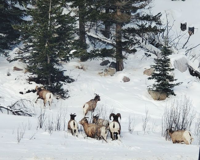 View of rams on snow covered field