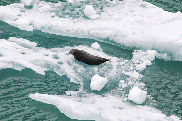 Seal sunning and relaxing on the ice floe in alaska.