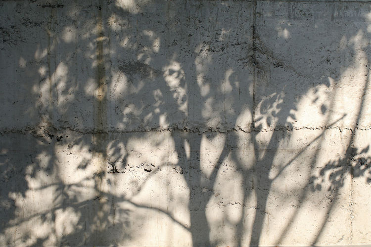 shadow