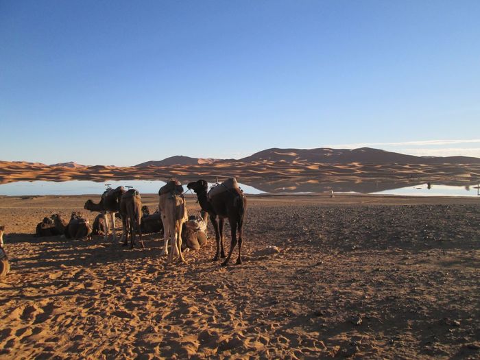 Camels on desert against sky