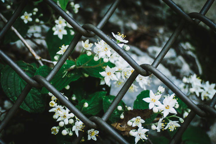 Close-up of white flowering plant by fence