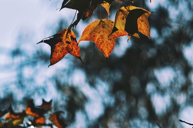 Low angle view of maple leaves against sky