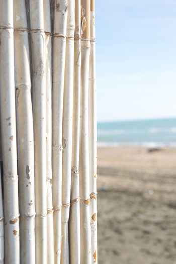 Close-up of bamboo on beach