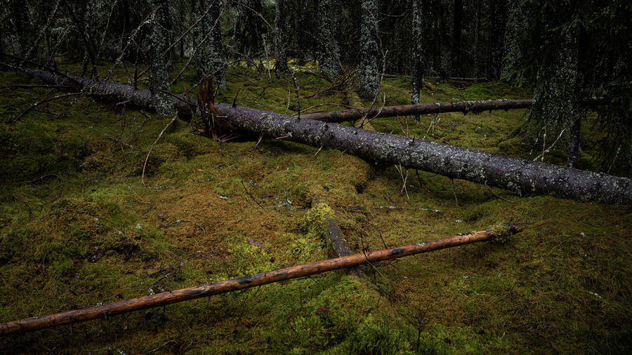 Wooden fence in forest