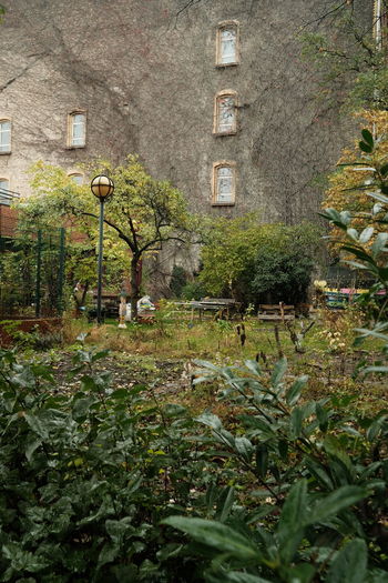 Plants and old building in city