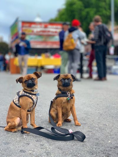 Dogs looking at camera in city