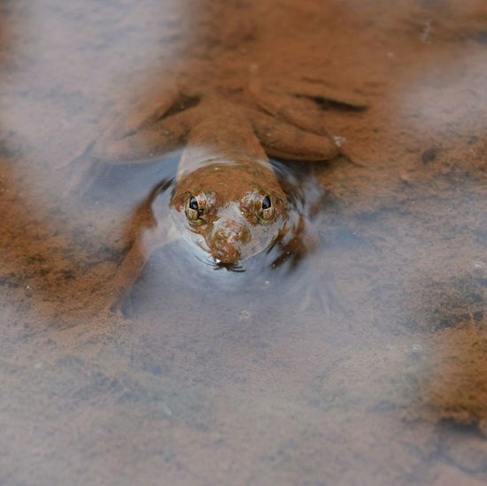 Full frame shot of camouflaged lizard in sand and water