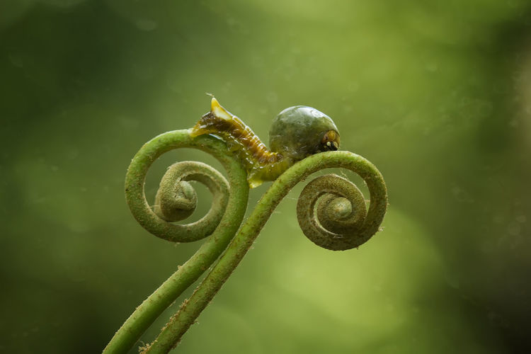 This caterpillar is very unique, because it has a rounded head like a helmet.