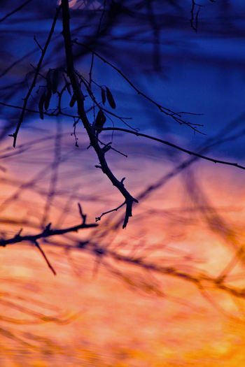 Close-up of silhouette branches against dramatic sky