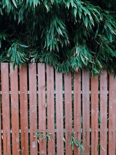 Bamboo and fence