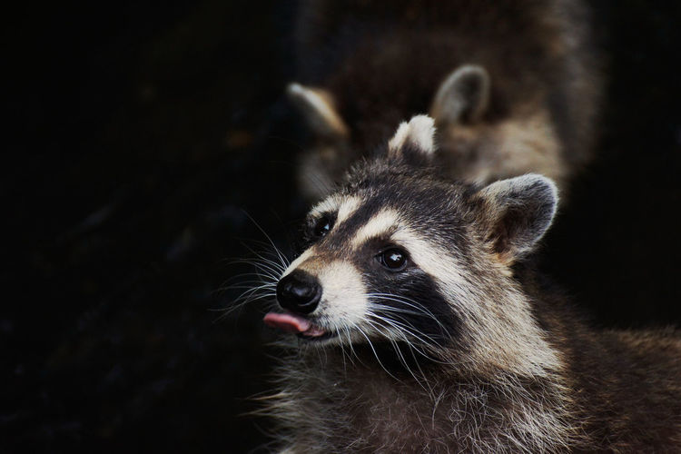 Close-up of raccoon looking away