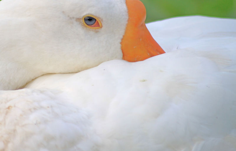 Close-up of a bird