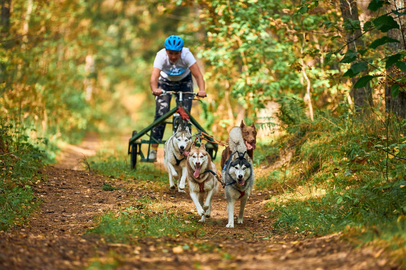 Man riding dog in forest