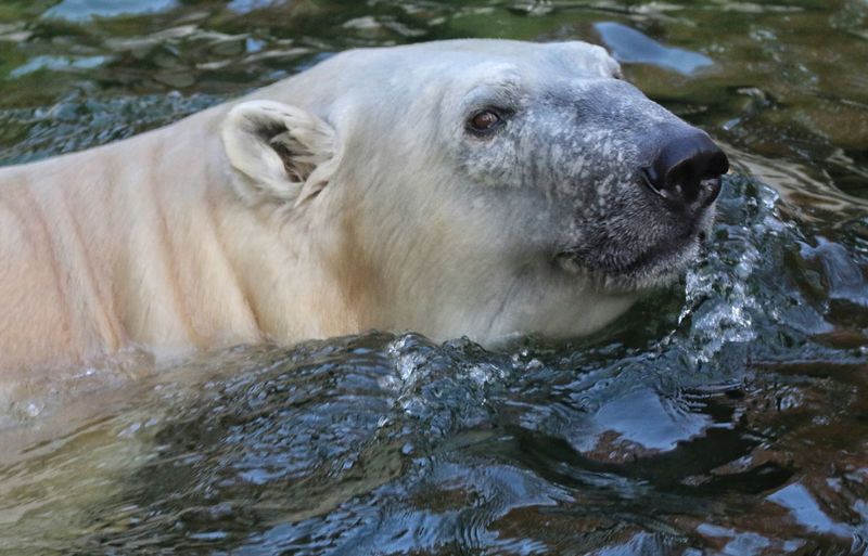 Close-up of polar bear swimming in water
