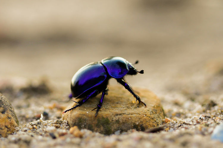 Close-up of insect on rock