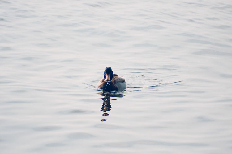 Man swimming in a lake
