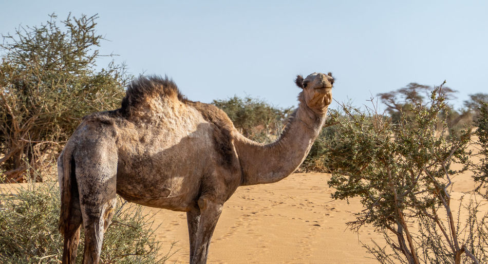 Camel in the desert of sudan eating leaves of an acacia bush, sahara