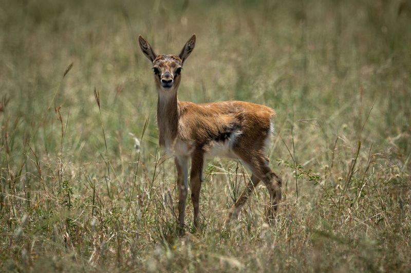 Side view of deer standing amidst plants on land
