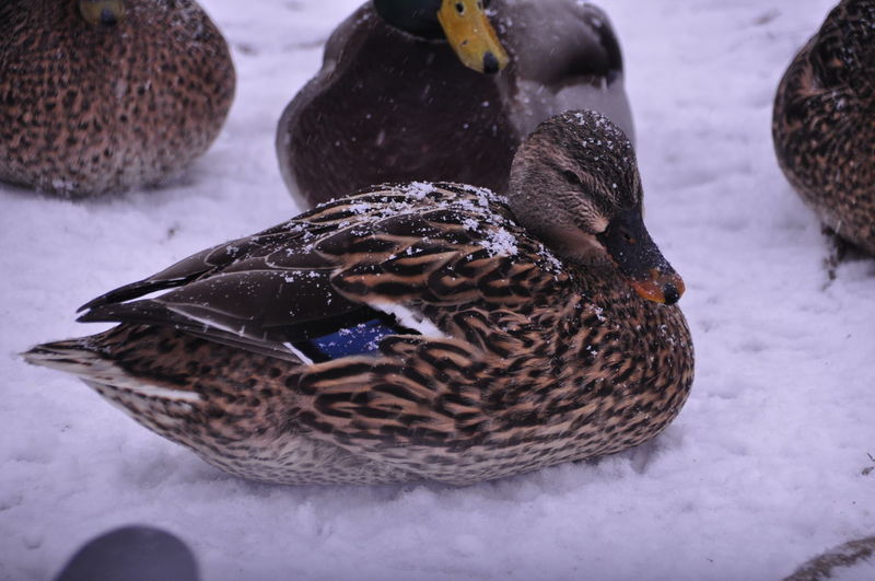 Close-up of ducks in snow